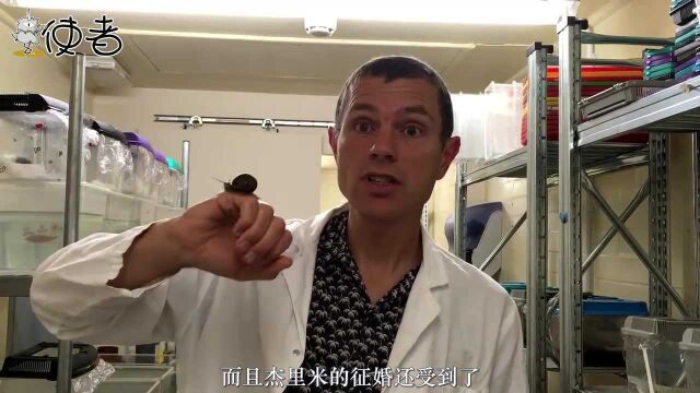 地位最高的蜗牛,科学家帮它全球征婚,找了3年才找到它的另一半