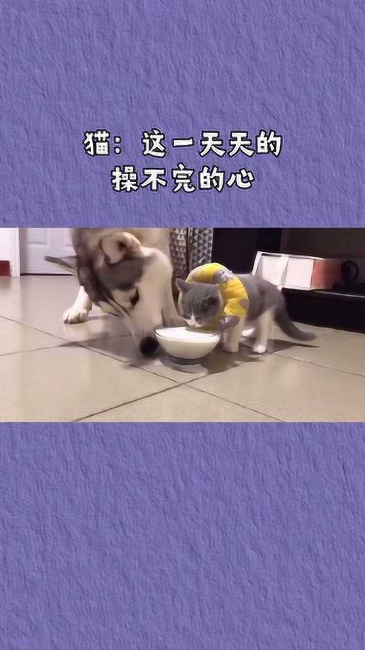猫:这一天天的操不完的心