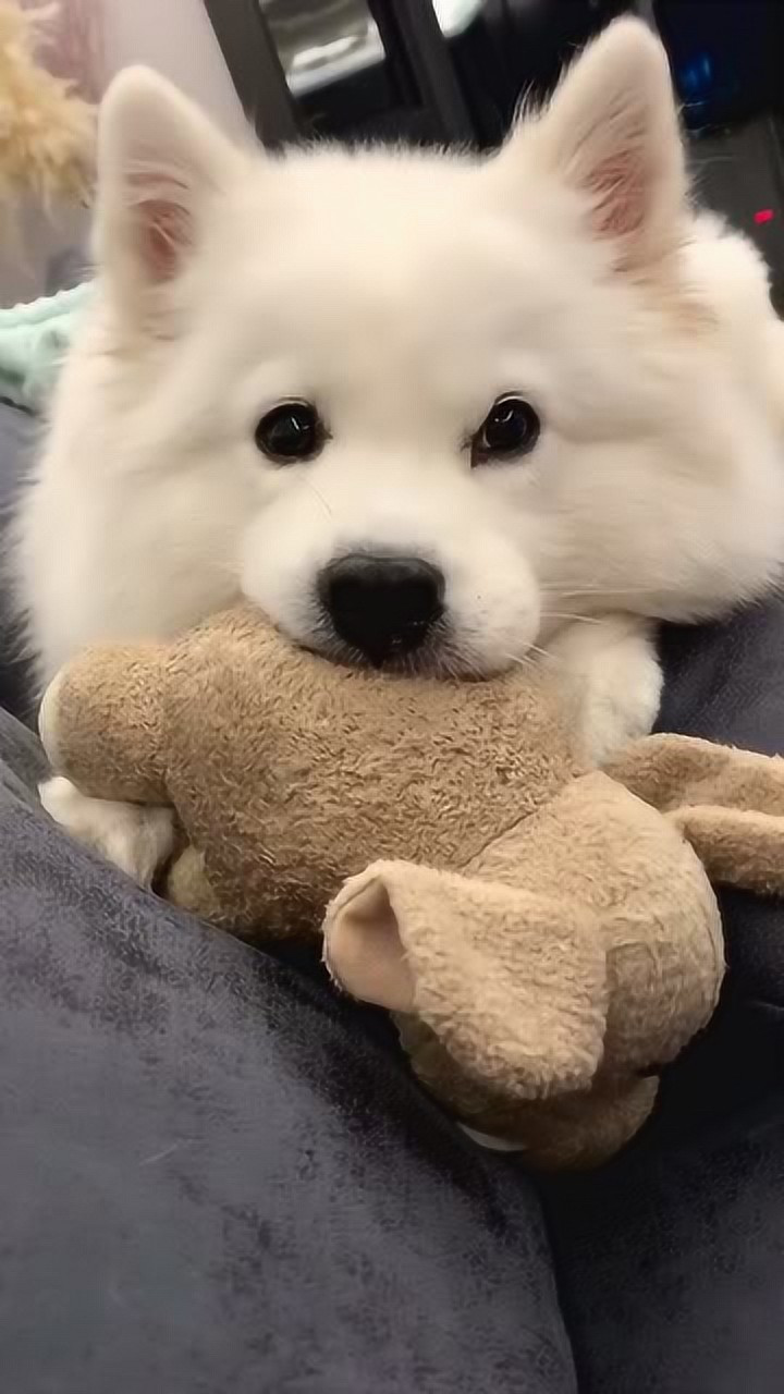 早知道你喜欢耳朵我就不装海豹了,这个萨摩耶太可爱了,想抱回家