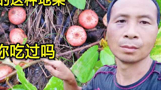 暴雨过后,农村山里除了有野生菌,其实还有这样的地果,你吃过吗