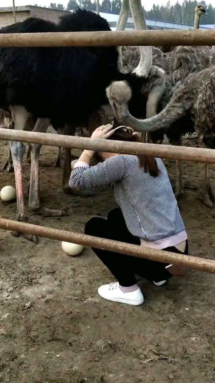 美女捡鸵鸟蛋这活不好干啊有必要去买个头盔
