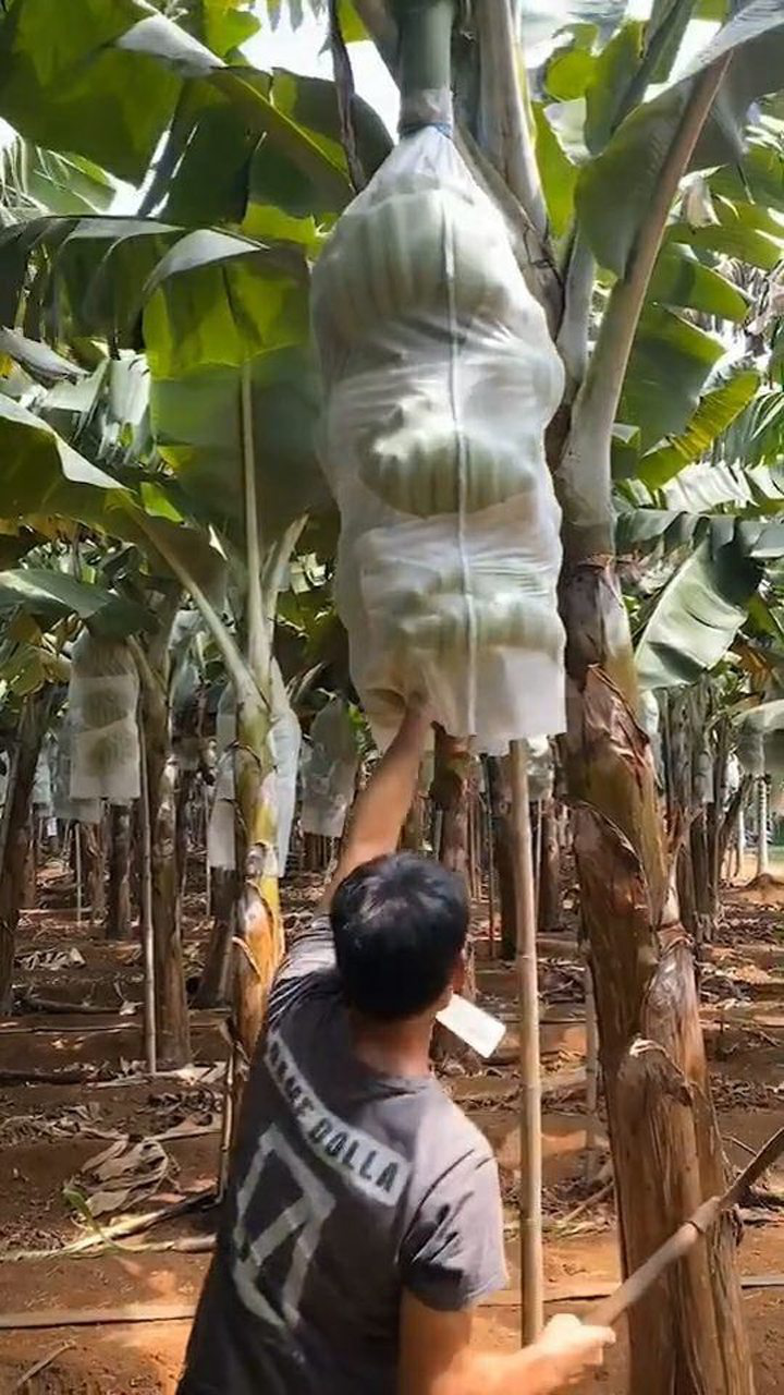 让你们看看香蕉是怎样砍下来的你不知道吧