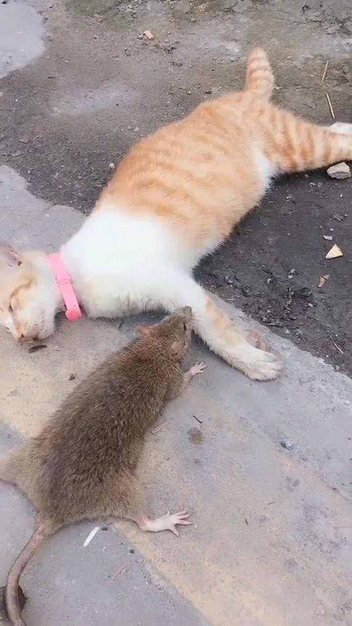 现在的猫都不捉老鼠了,老鼠都欺负到它头上了!