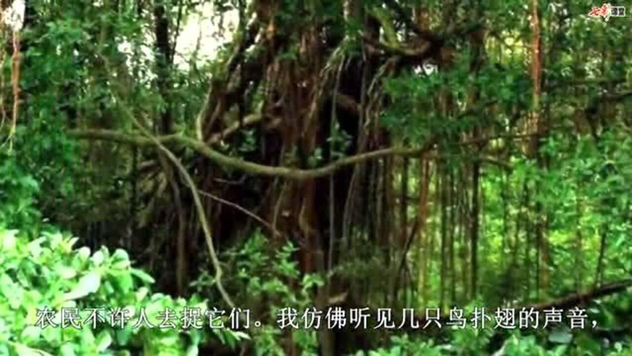 五年级上册语文课文朗读视频-23鸟的天堂_高清