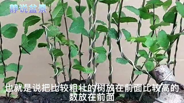 榆树大根盘丛林造型素材,制作思路分享,一起学习盆景创作