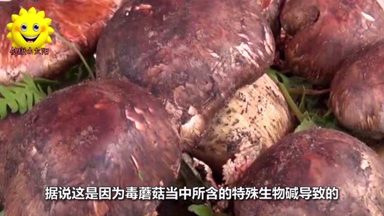 云南特产毒蘑菇网友纷纷自曝吃过后产生幻觉表示还想再吃一次