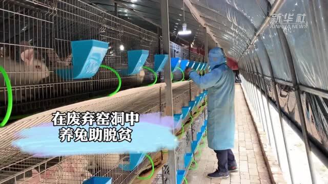 甘肃镇原:废弃窑洞养肉兔 “跳”向脱贫致富路