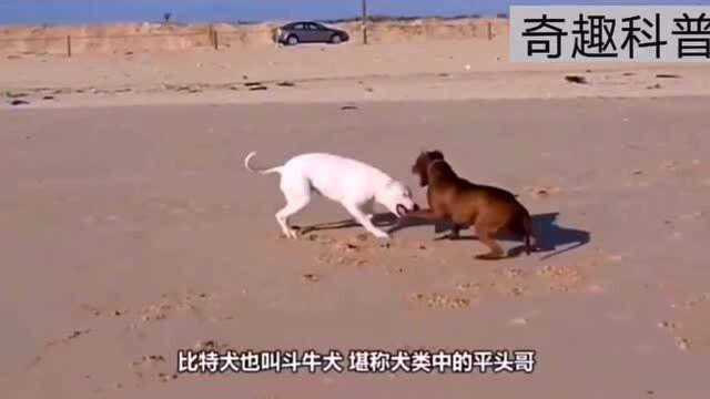 狗界一哥比特犬