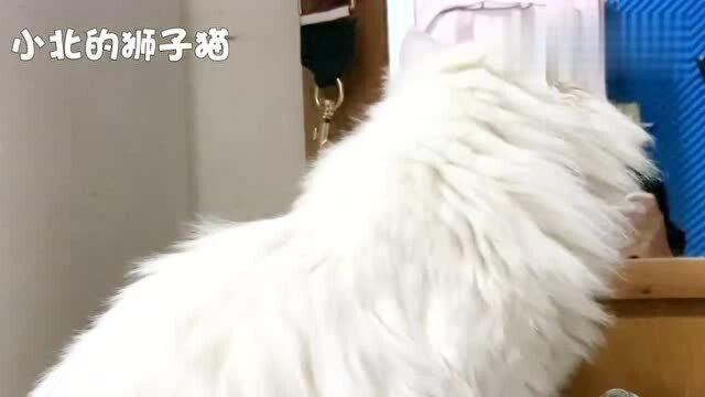 冬天的猫撸不得,尤其是山东狮子猫,这放电堪比皮卡丘