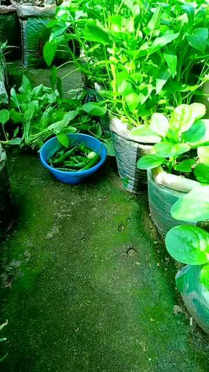 想不到米袋子种菜长这么好