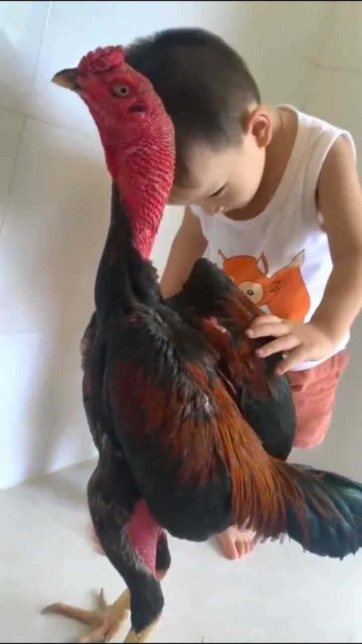 这只鸡的体型好大呀看我儿子站在它旁边就比它高一点点