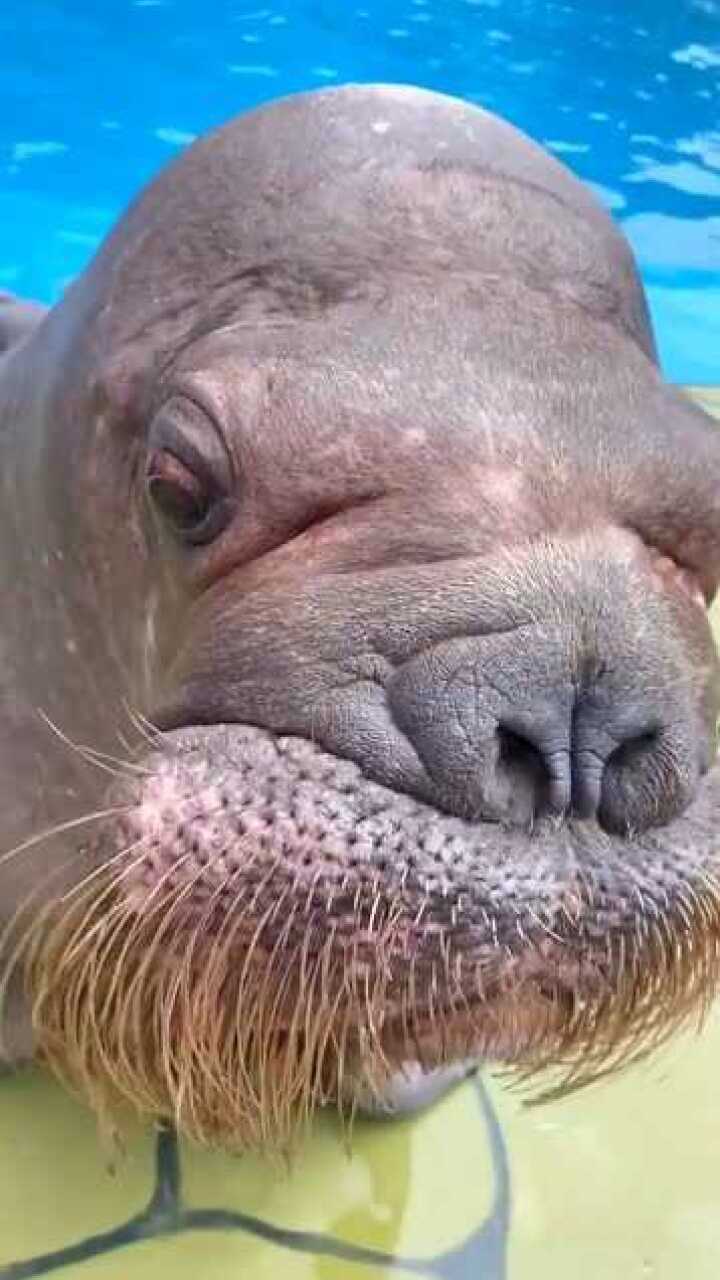 我们一起撸海象吧,体验钢丝球质感的胡子,威猛霸气