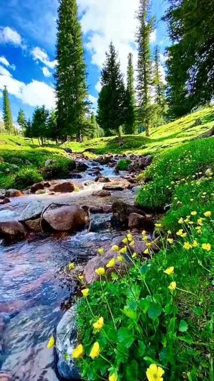 旅行:新疆山上小溪如此清澈见底,蓝天白云,遍地开花