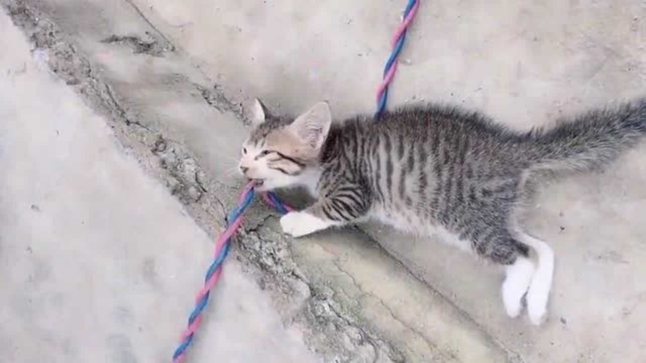 好奇心害死猫猫咪咬电线被电到炸毛