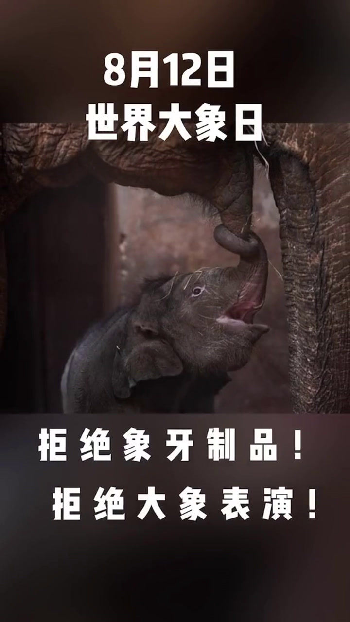 今天是8月12日世界大象日拒绝象牙制品拒绝大象表演
