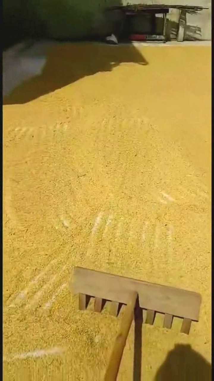 小时候晒谷子觉得累现在晒谷子觉得是放松