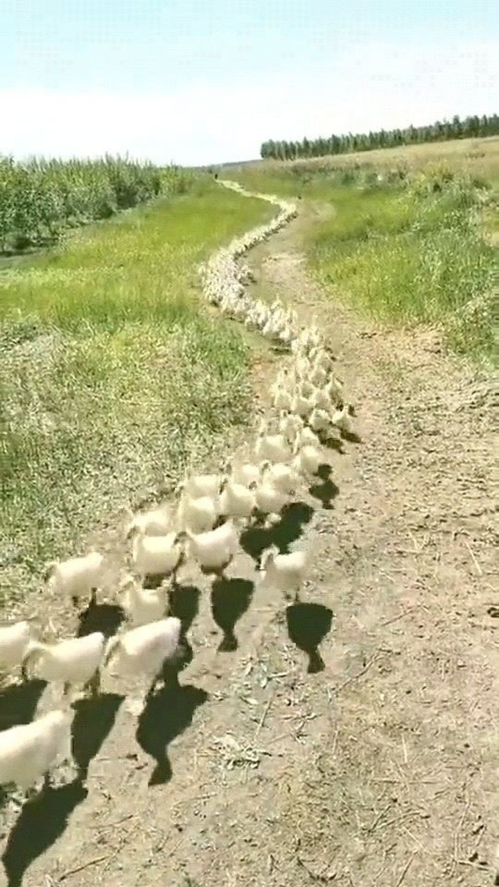鸭子排队回家吃饭浩浩荡荡的场面跟蚂蚁搬家似的