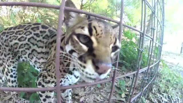 野性十足的大型猫科动物,冲着饲养员咆哮怒吼