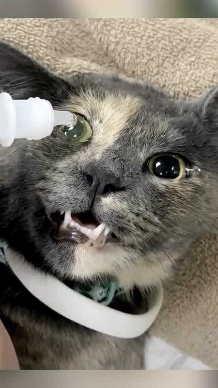 给猫咪滴眼药水这不敢动的样子太难得了就怕下一秒出现意外