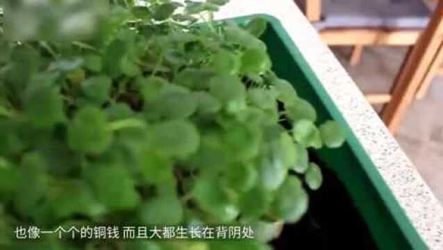 这种野草长在背阴处,不仅可以治疗白癜风,还能当做盆栽观赏!