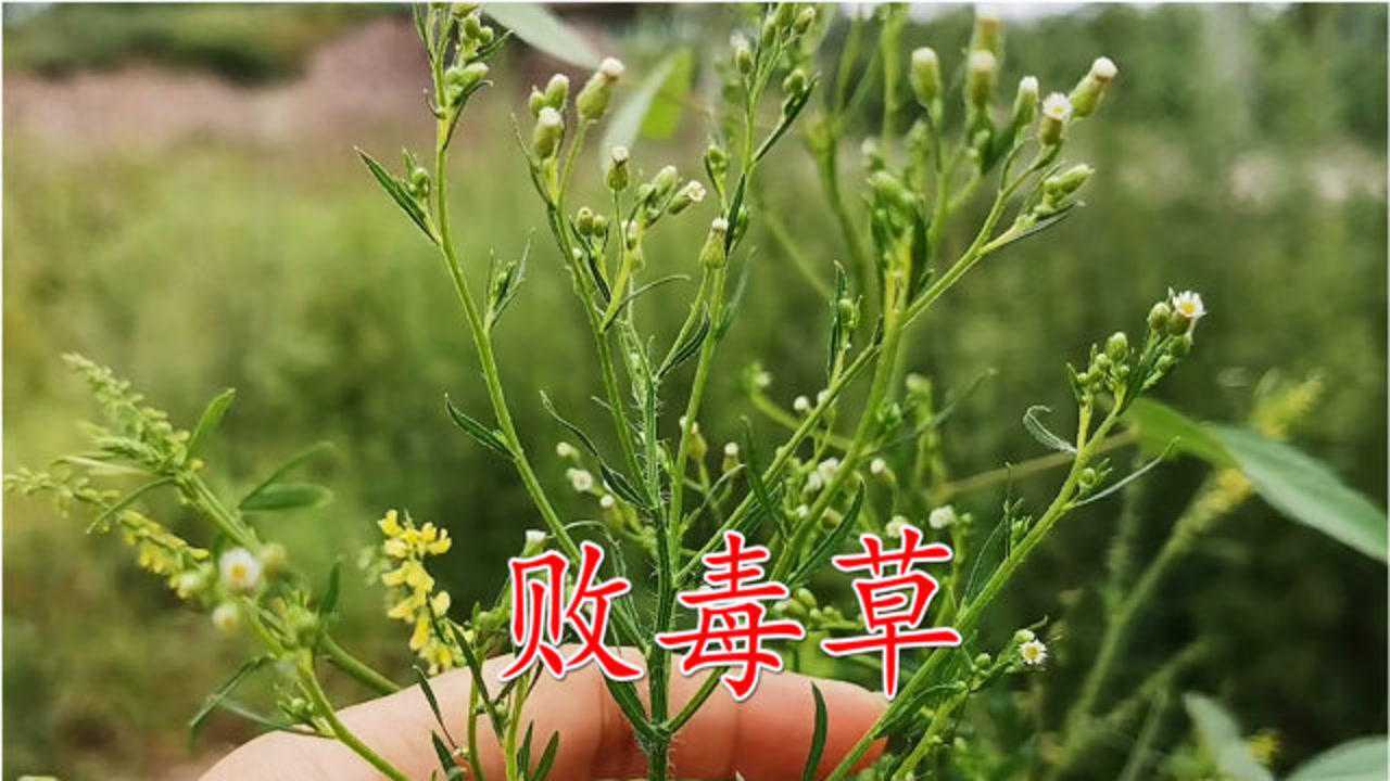 农村河边常见的草木犀又称败毒草它的奇妙作用你知道吗