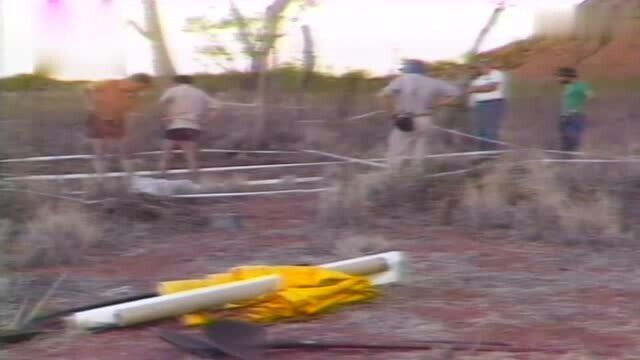 野狗被称为澳大利亚的狼,是当地顶级捕食者,如同美洲狮一样