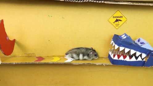 老鼠的智商真的比猫高吗？小伙用废纸板自制机关迷宫，仓鼠测试给出答案