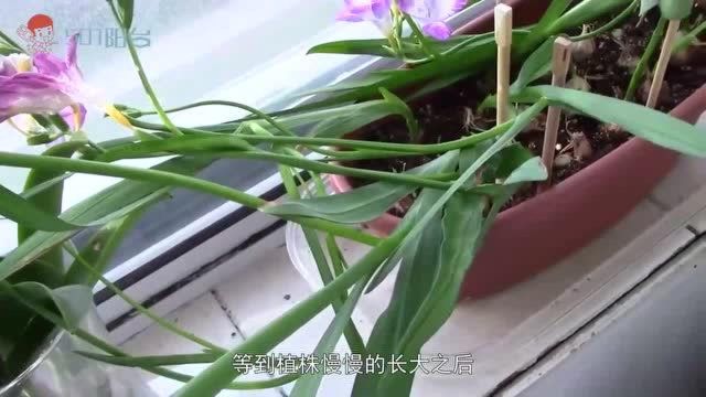 小苍兰的种植方法,看完瞬间会种了