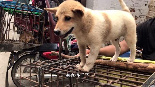 在街上看到黄头白面.大多数人不懂黄头带印的是招财富贵狗.