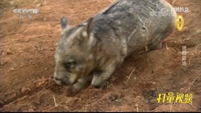 圆滚滚的毛鼻袋熊四肢粗壮却是挖洞好手|自然传奇