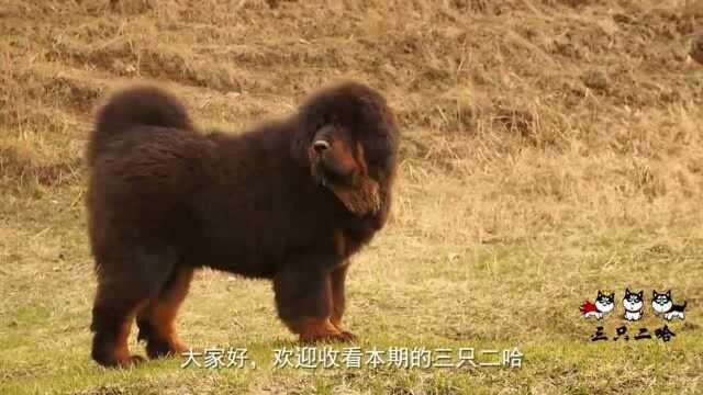 谁是犬类之王?从各方面分析,中华神犬藏獒一出场就被秒杀