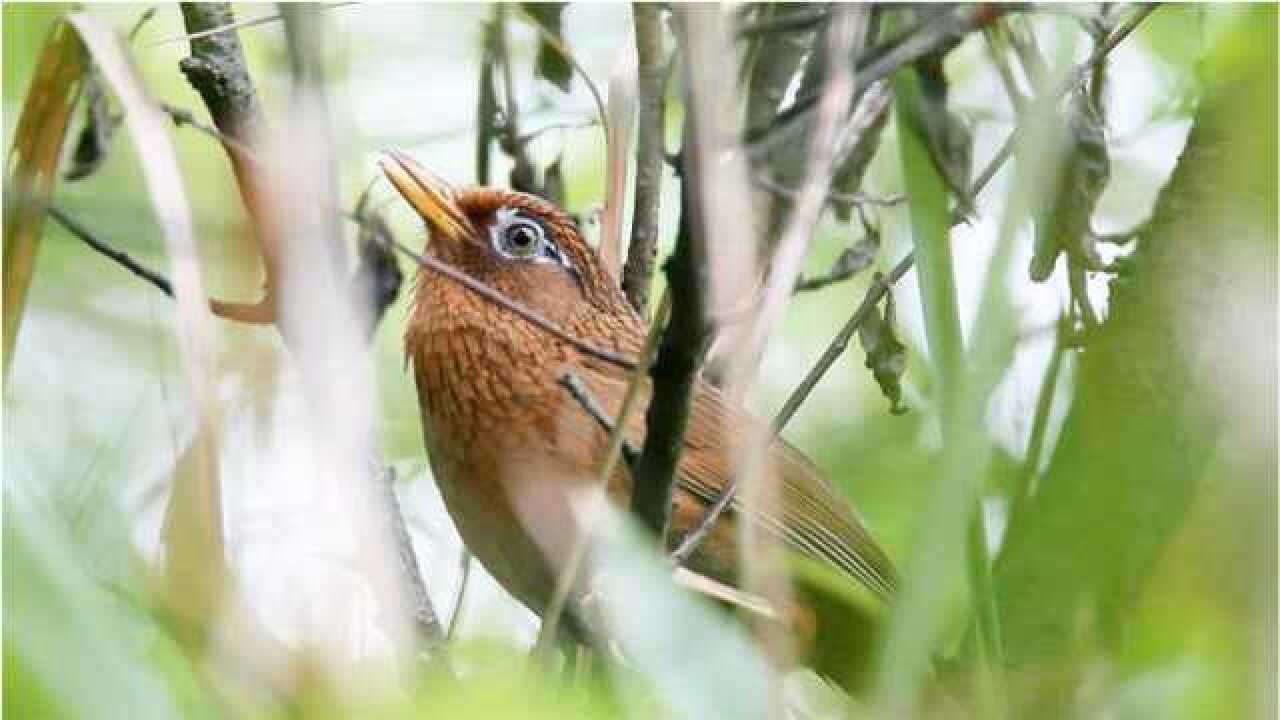 這野外的畫眉鳥叫聲太好聽了,比籠中的畫眉鳥逍遙自在多了