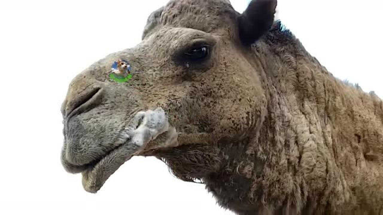 一只无聊的大骆驼没事吐舌头玩