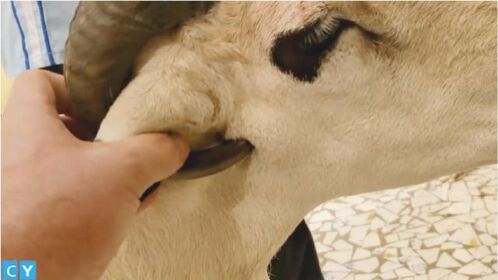 羊真是个可怕的生物,长着长着就把自己戳死了,网友:这才是懒死