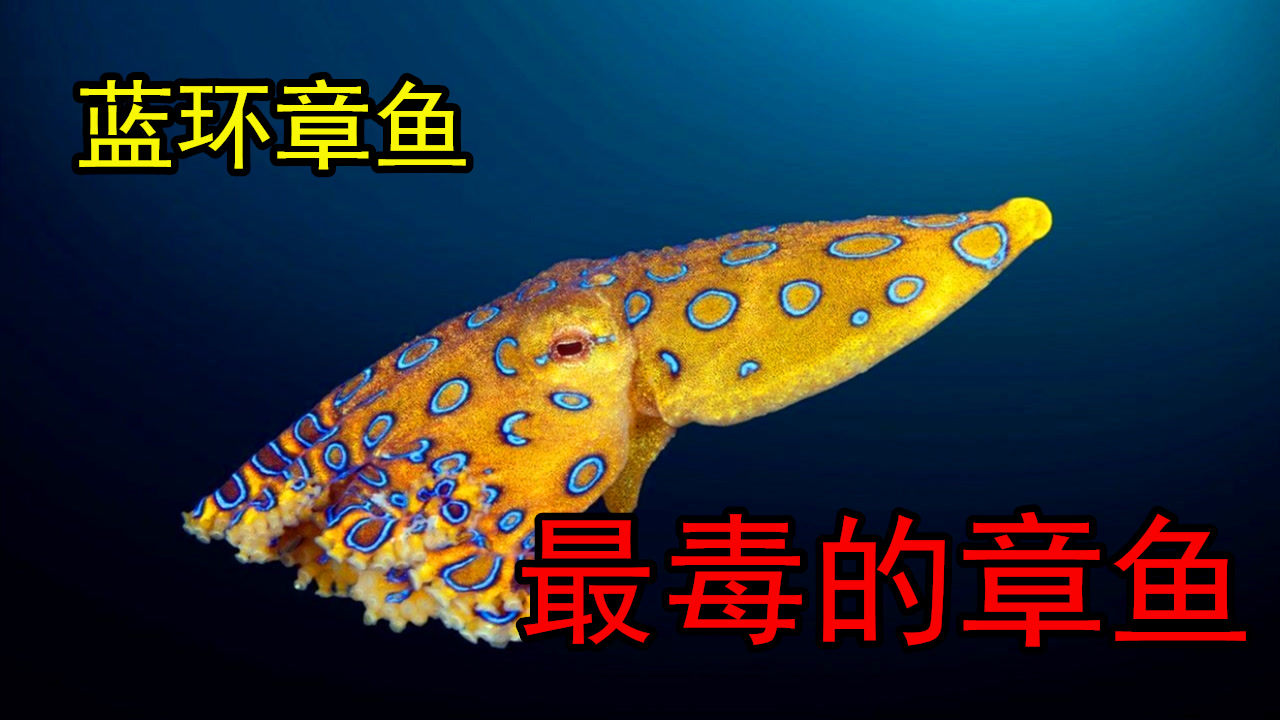 藍環章魚世界最毒章魚不幸被咬一口就可斃命沒有解藥