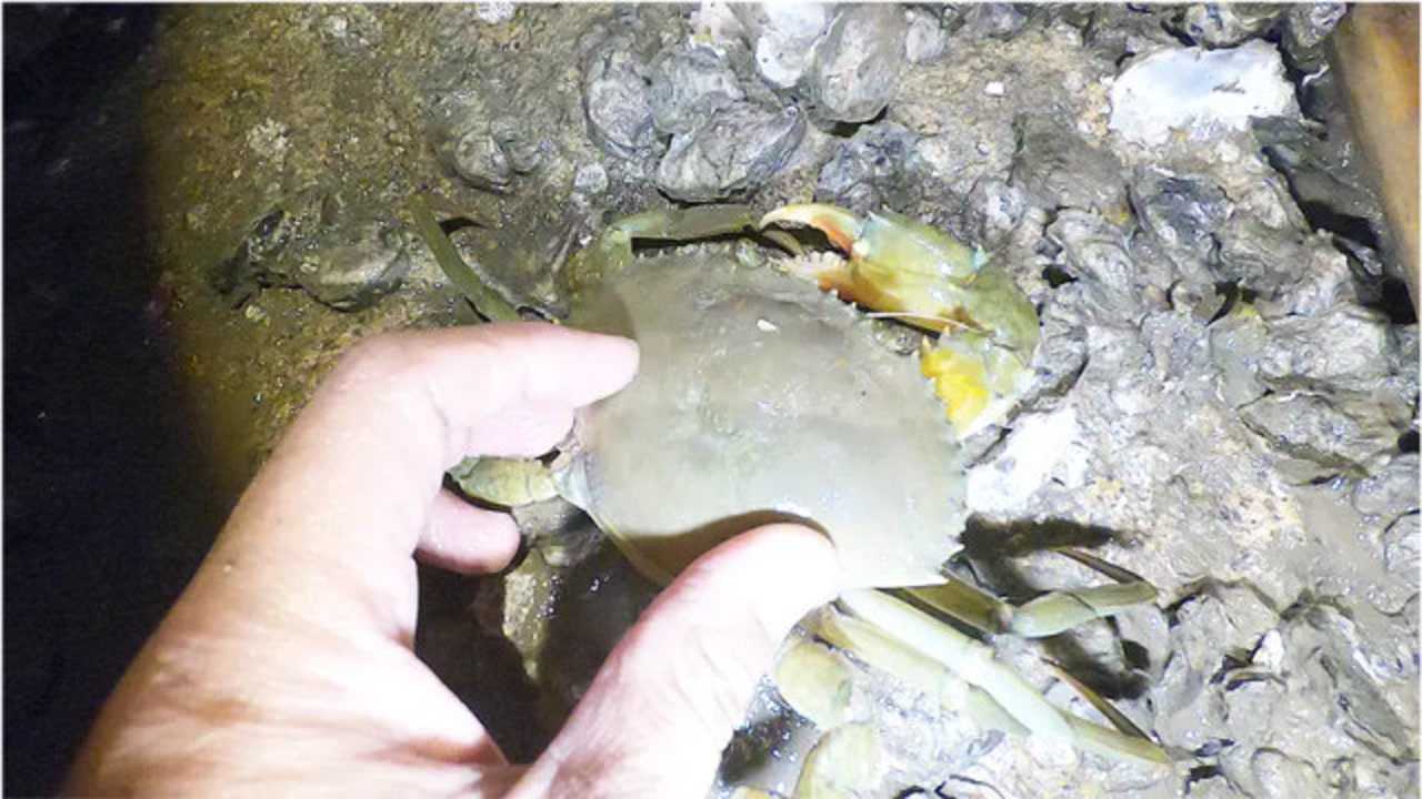 大退潮抓石蟹就是多潮水退去后螃蟹都不知道躲一下就是好几个