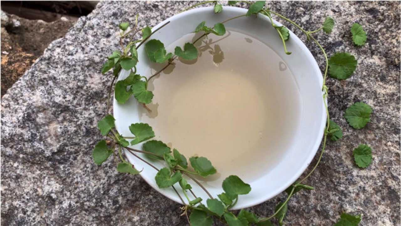 广西农村田野边常见雷公根农村人最爱煲水当凉茶喝用途不少