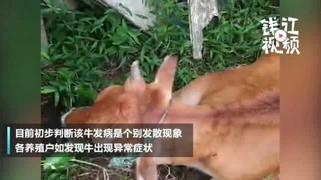 温州瑞安农户发现自家有病牛 农业局调查:已隔离消毒,周围情况密切关注中