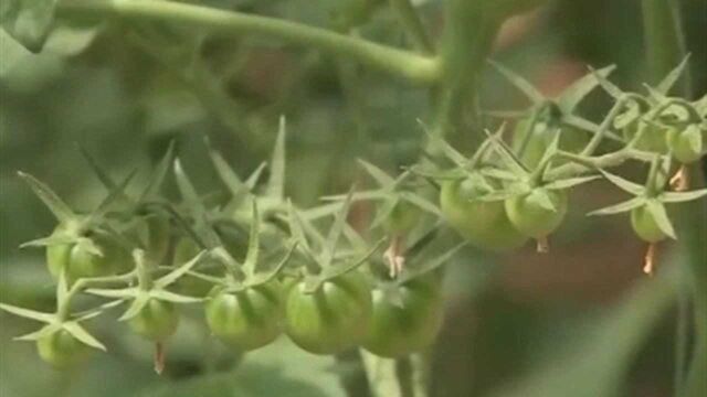 樱桃番茄根系发达 植株生长势强 大多品种为无限生长型