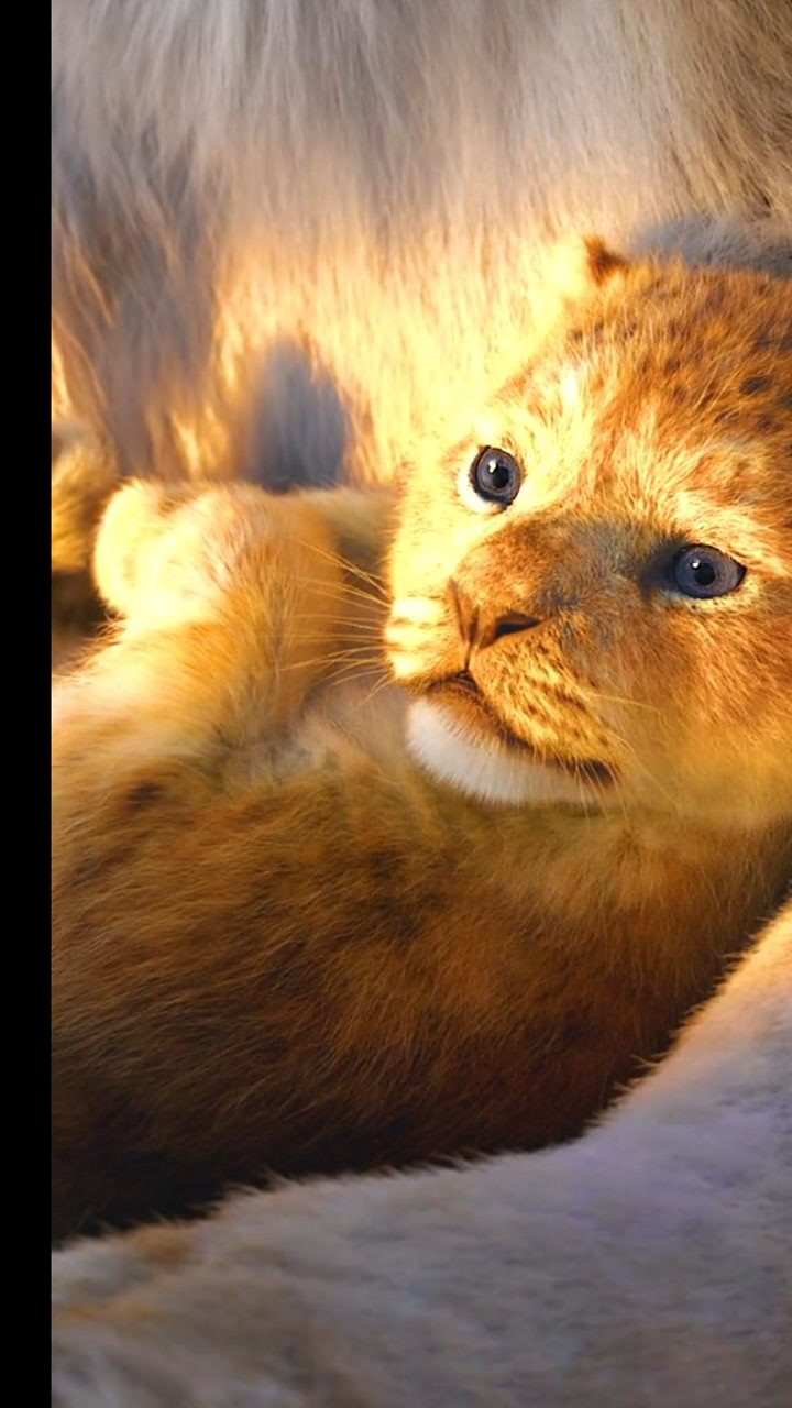 萌萌的狮子王小辛巴