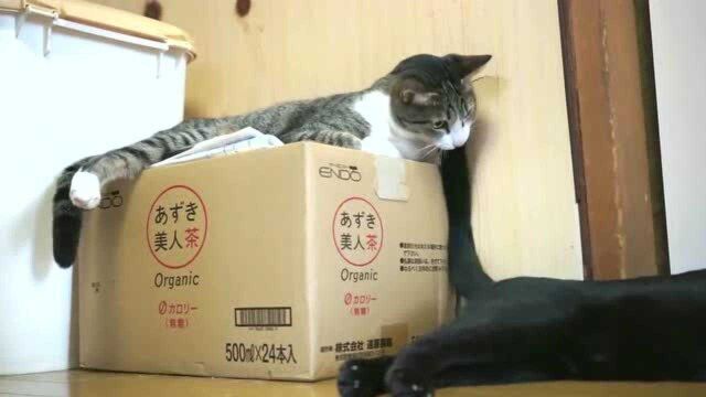 黑猫拿尾巴逗小伙伴,小伙伴瞪眼睛:滚