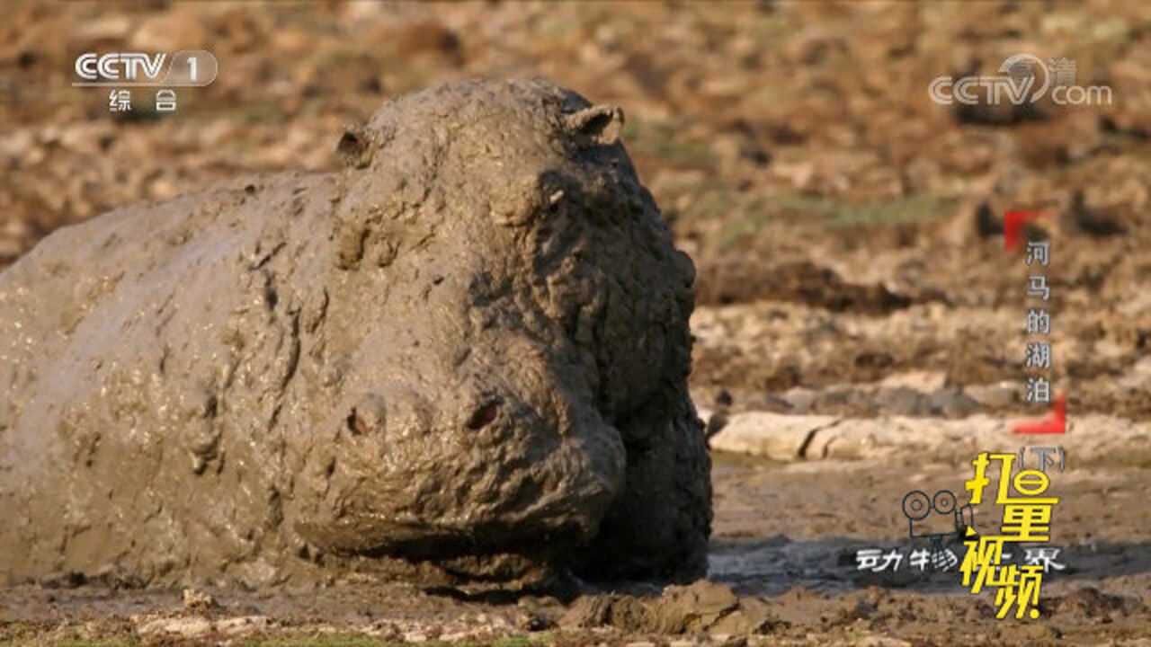 湿地在旱季没了水河马浑身裹满泥巴俨然一座泥塑