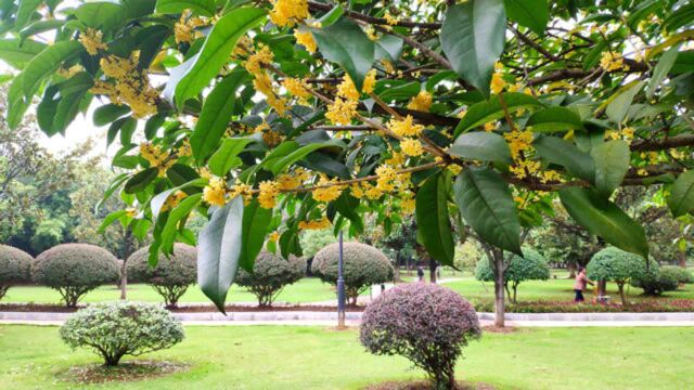 双节来临《桂花香》,衡阳市船山公园“花开万点黄”,香远益清