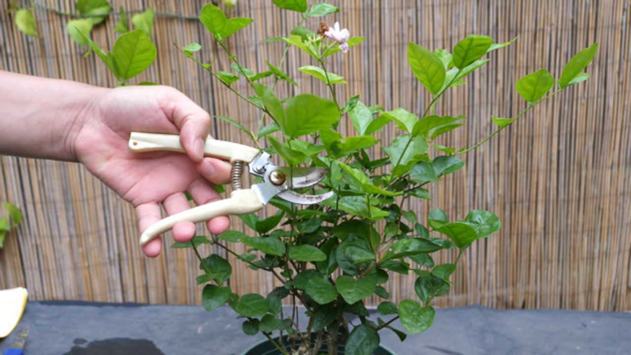 茉莉花花期结束给它修剪快速促分枝更利于植株过冬