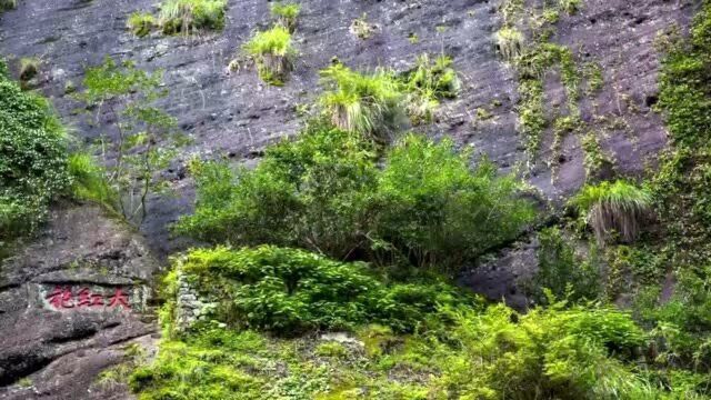 福建:武夷山大红袍母树现仅存六株,制作技艺被列为非遗