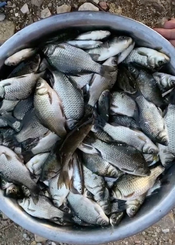 鸭绿江野生小鲫鱼一盆