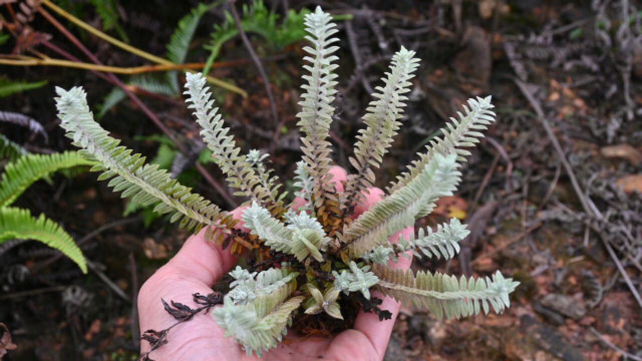 大家见过沙氏鹿茸草吗180元一斤的干货对它了解的人少