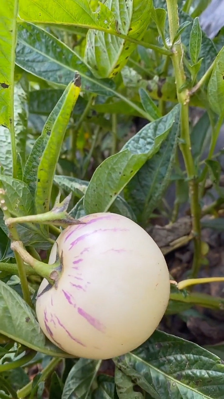 发现一个野生鸡蛋人参果视频下方购物袋就有