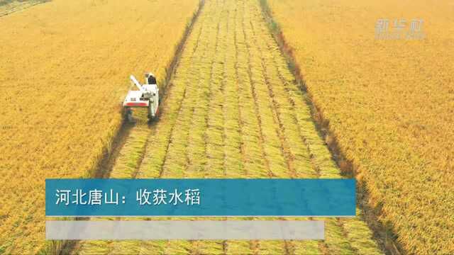 河北唐山:收获水稻