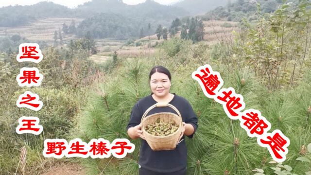 云南大山里野生榛子满山都是,随便摘,太过瘾了!